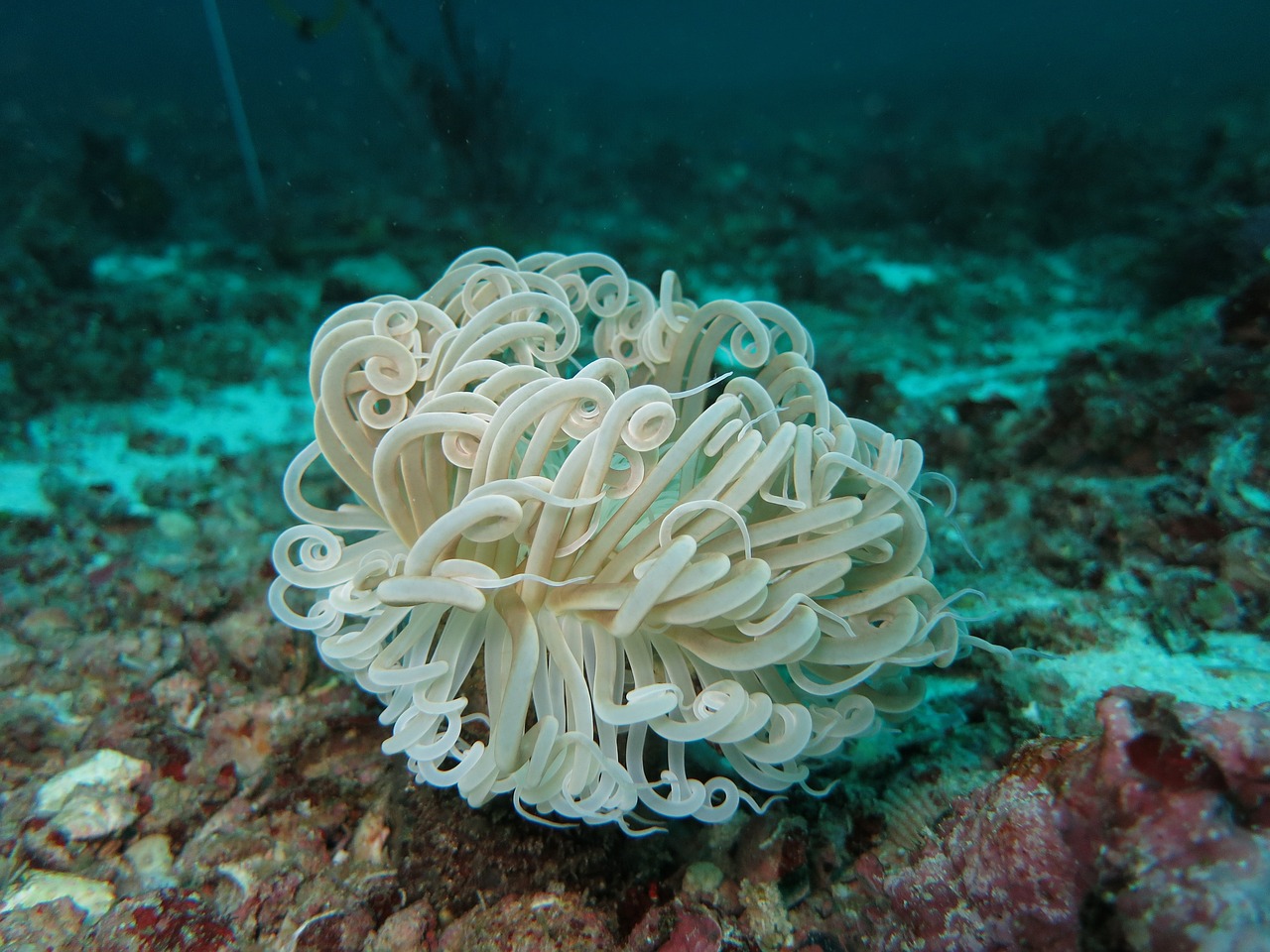 découvrez le phénomène du blanchissement des coraux, une menace majeure pour les écosystèmes marins. apprenez comment le changement climatique et la pollution affectent la santé des récifs coralliens et explorez des solutions pour préserver cette biodiversité fragile.