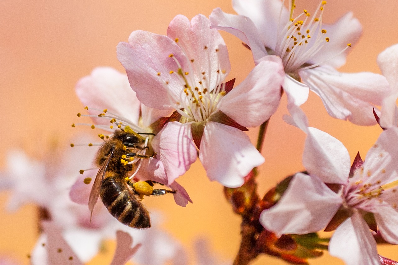 découvrez le bee wrap, une alternative écologique et réutilisable au film plastique pour conserver vos aliments naturellement.
