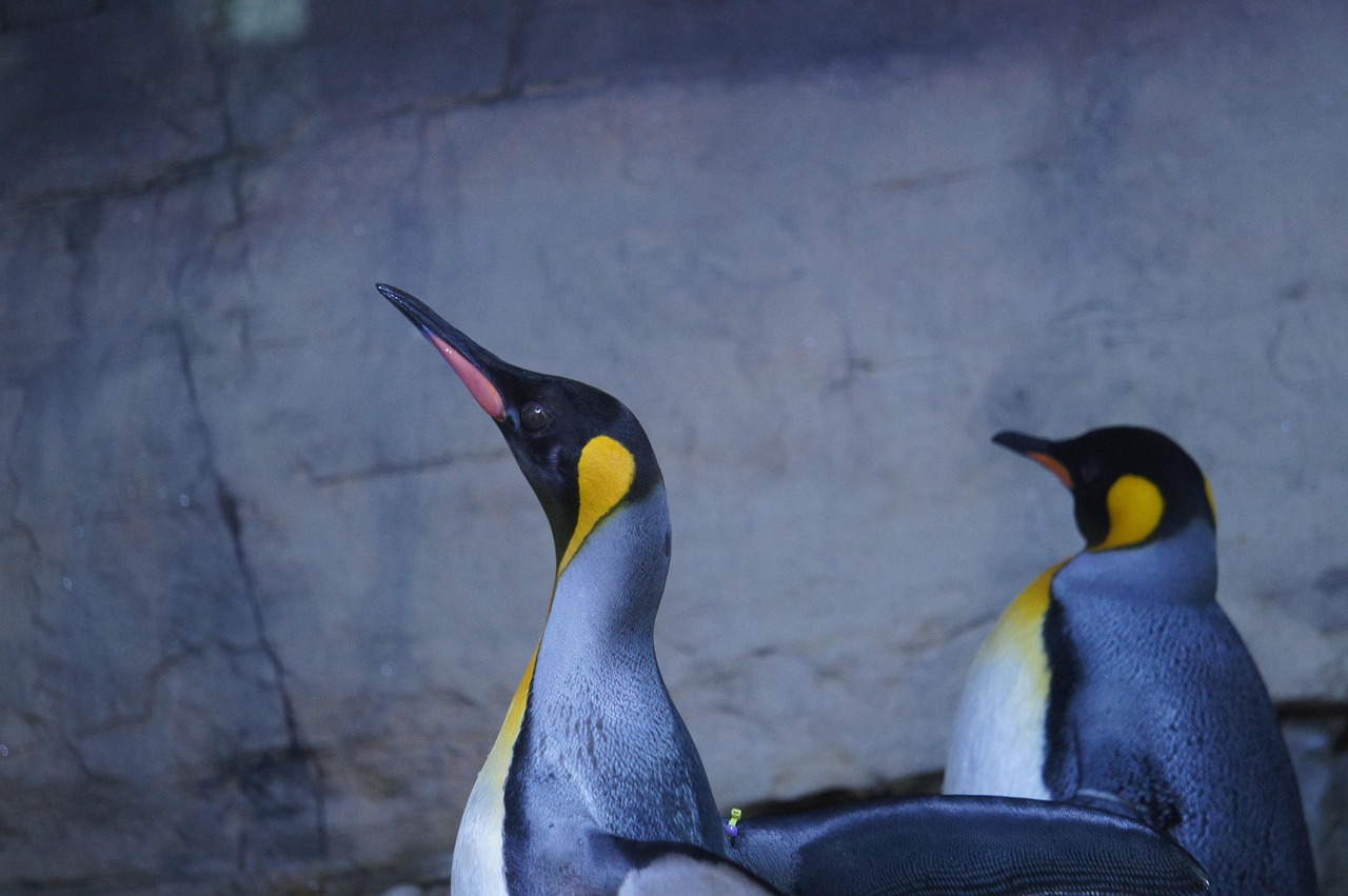 découvrez les manchots empereurs, les plus grands et majestueux des manchots, connus pour leur incroyable adaptation au froid extrême de l'antarctique.