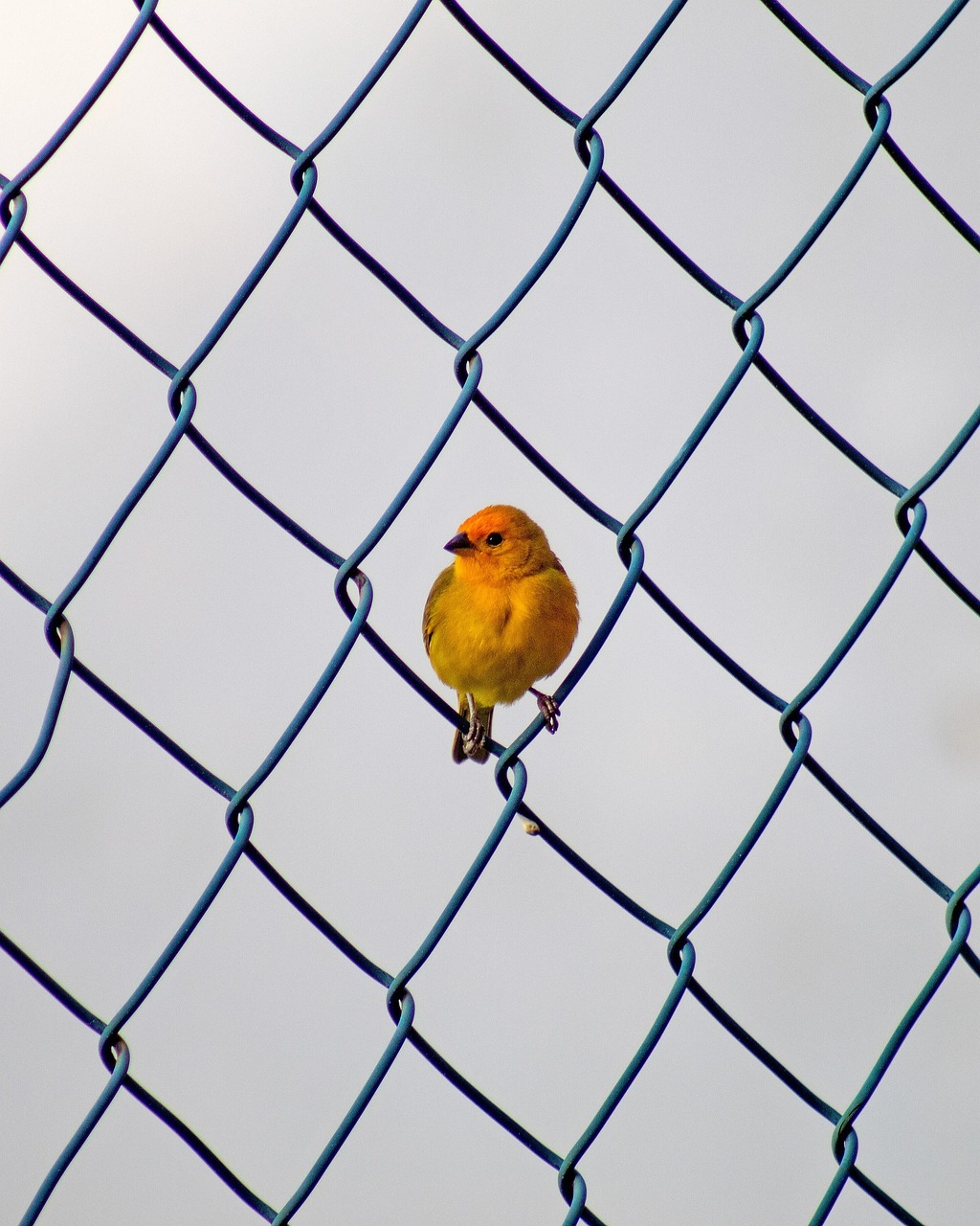 découvrez le lien essentiel entre la biodiversité et le changement climatique, et comment leur interaction influence la santé de notre planète.
