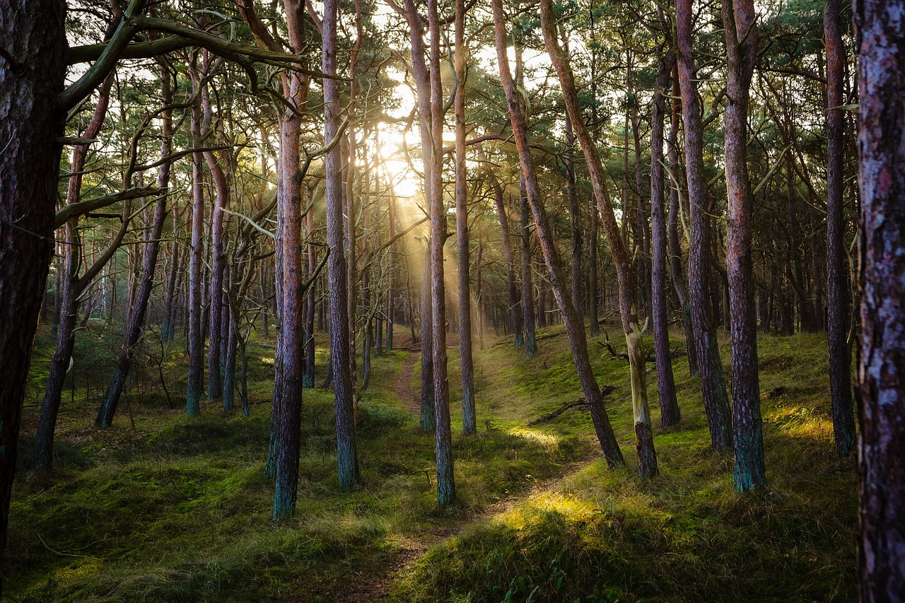 découvrez la beauté et la diversité des forêts, essentiels à la biodiversité et au climat de notre planète.