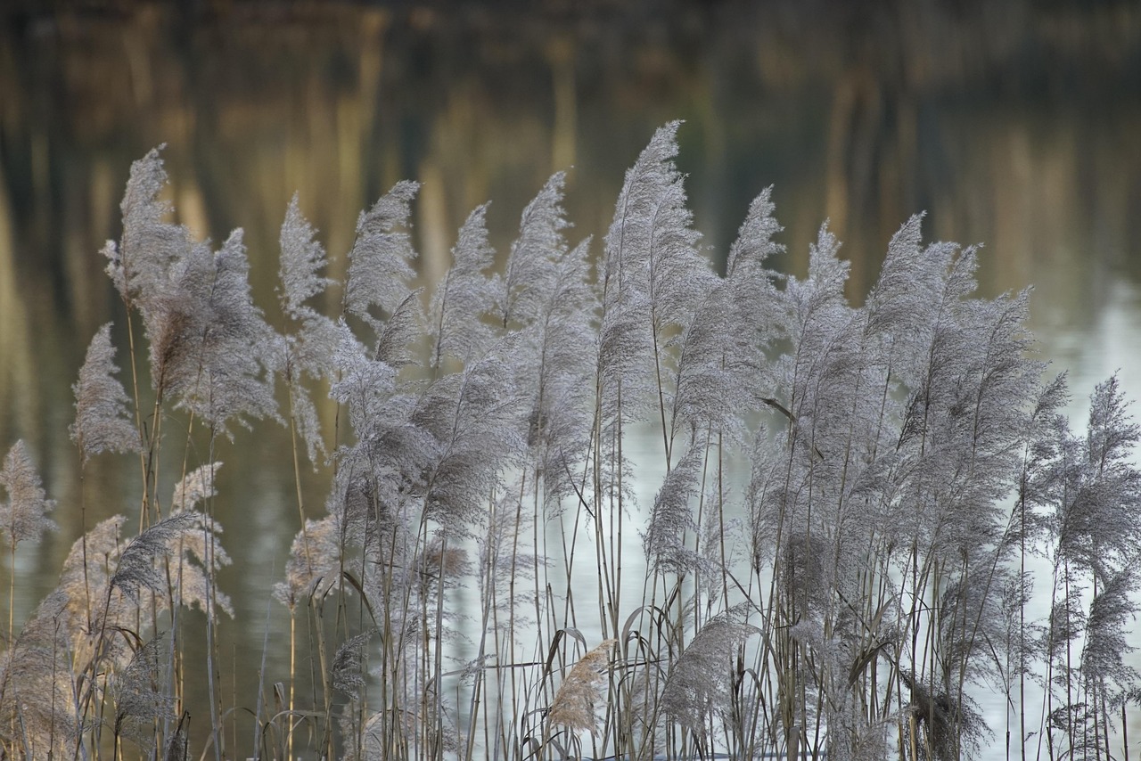 découvrez l'importance des zones humides, des écosystèmes riches en biodiversité essentiels pour la régulation de l'eau, la préservation de la faune et la lutte contre le changement climatique.