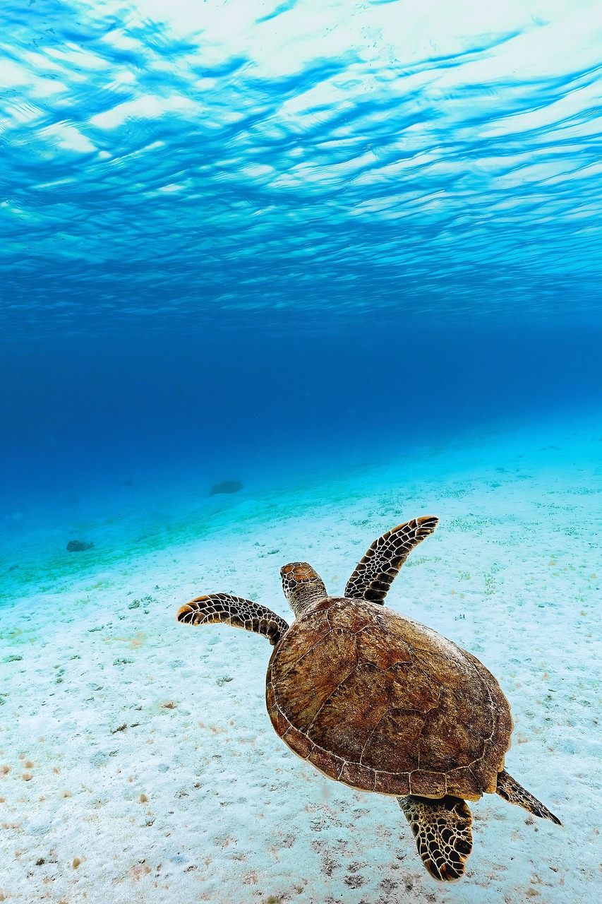 découvrez la mer caspienne, le plus grand lac salé du monde, riche en histoire, biodiversité et ressources naturelles. plongez dans ses eaux mystérieuses et explorez ses rivages fascinants qui font le lien entre l'europe et l'asie.