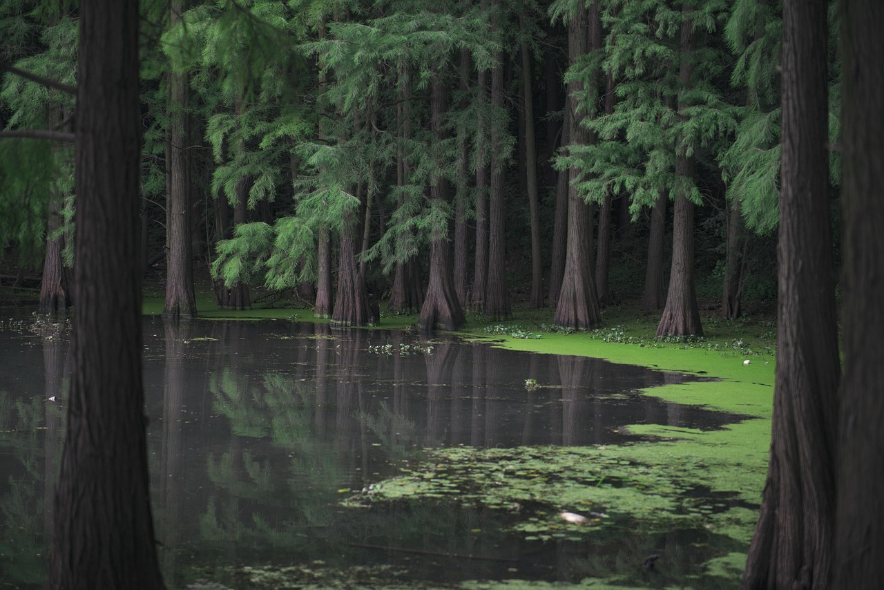 découvrez l'importance des zones humides, leur biodiversité unique et leur rôle crucial dans l'équilibre écologique et la protection de l'environnement.