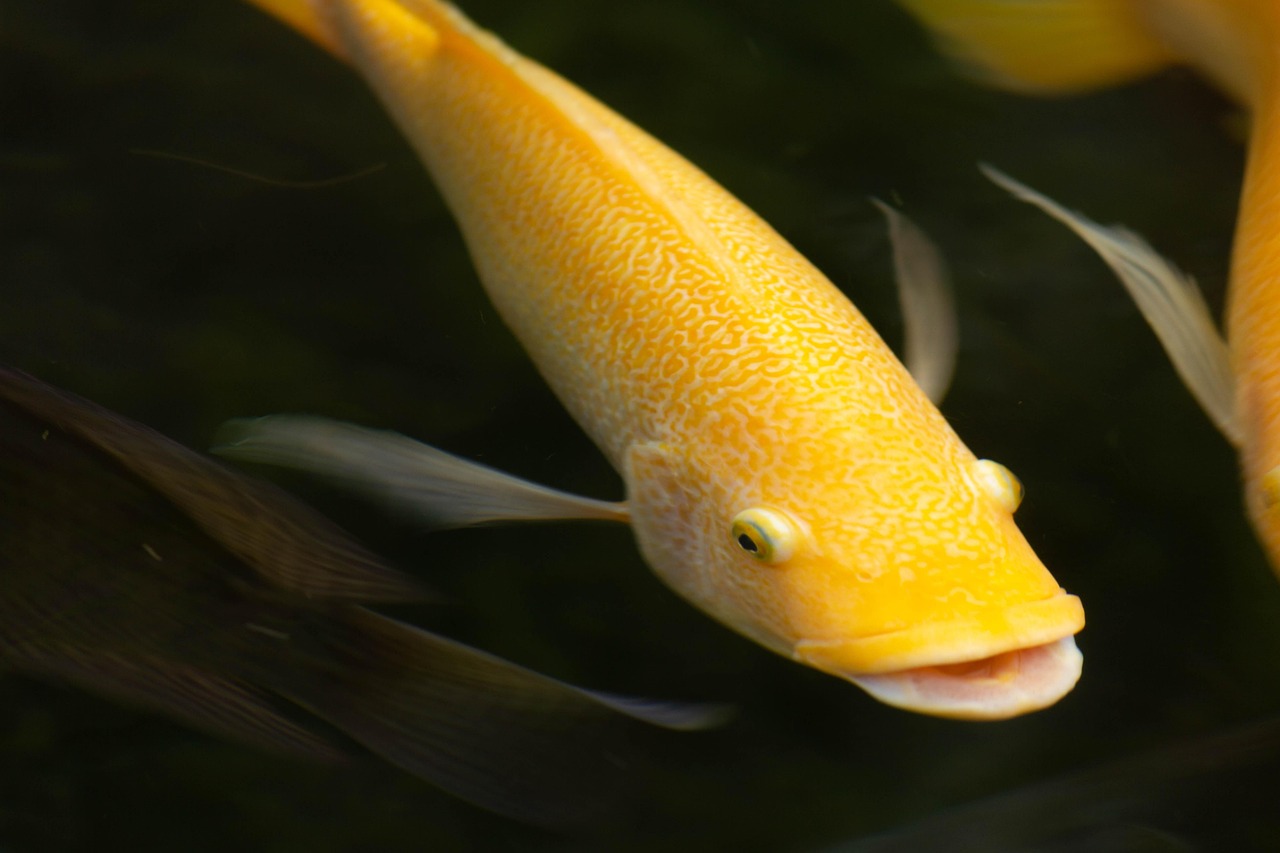 découvrez la richesse de la biodiversité marine, un écosystème vital pour notre planète. explorez les espèces fascinantes, les habitats marins et l'importance de la conservation des océans pour un avenir durable.