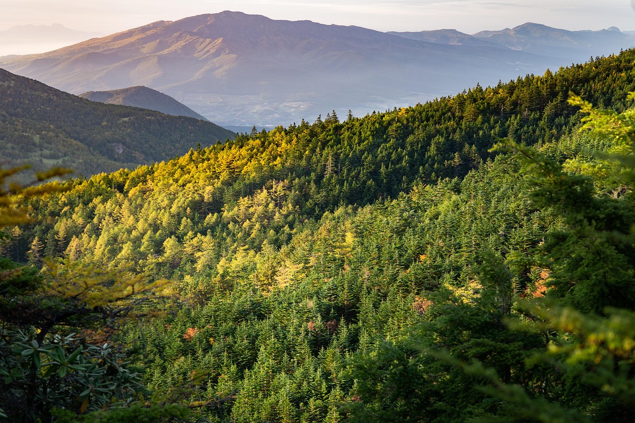 découvrez tout sur les arbres : leurs types, leurs bienfaits pour l'environnement et comment les planter et en prendre soin au quotidien.