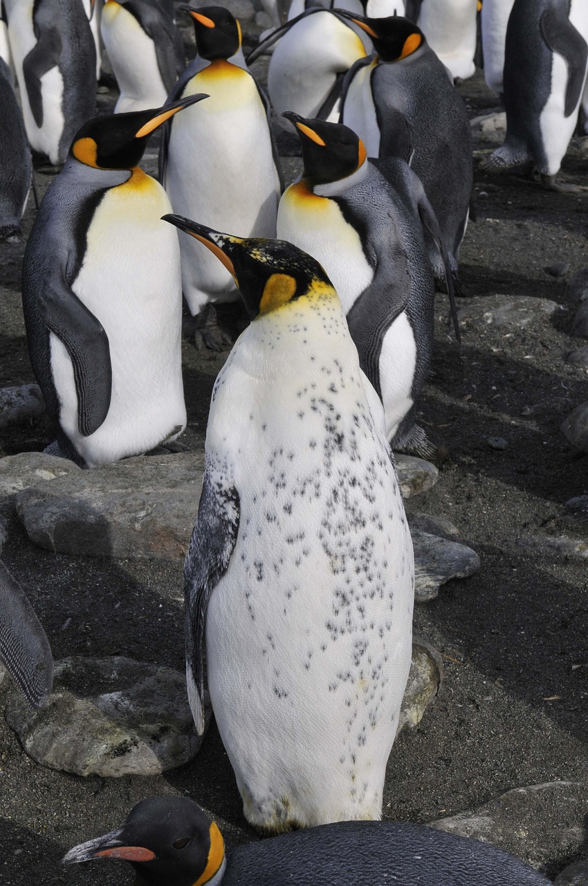 découvrez les manchots empereurs, les plus grands et majestueux des manchots, réputés pour leur remarquable adaptation au froid extrême de l'antarctique.