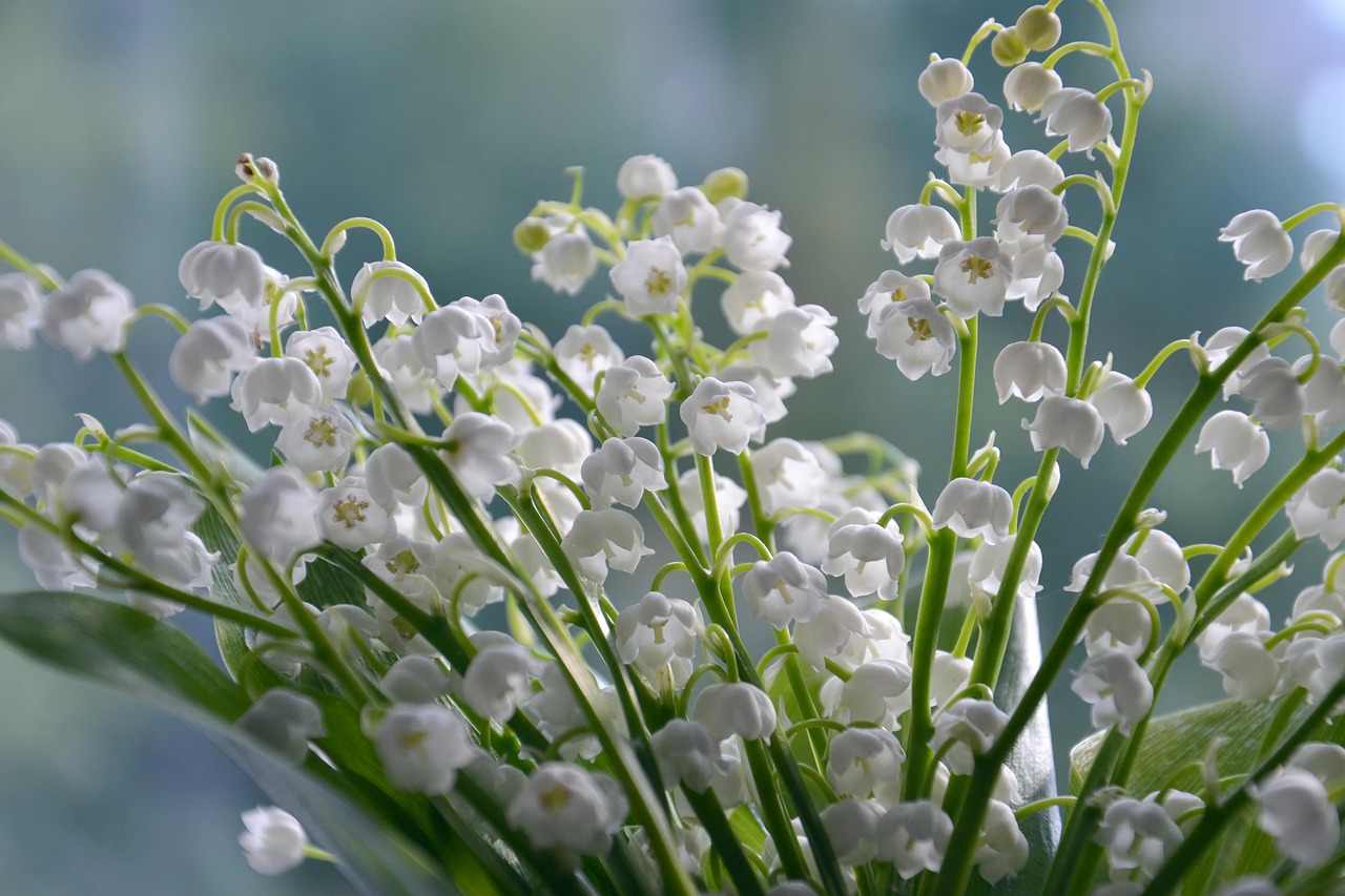 récolte précoce du muguet : découvrez les meilleures pratiques pour cueillir ces fleurs délicates au bon moment, garantissant fraîcheur et parfum optimal.