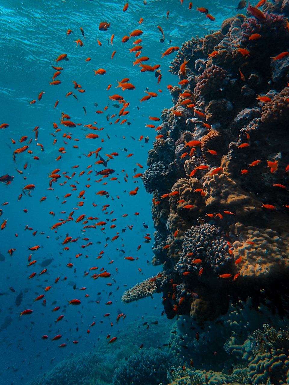 découvrez tout sur le corail : sa formation, son rôle essentiel dans l'écosystème marin et son importance pour la biodiversité.