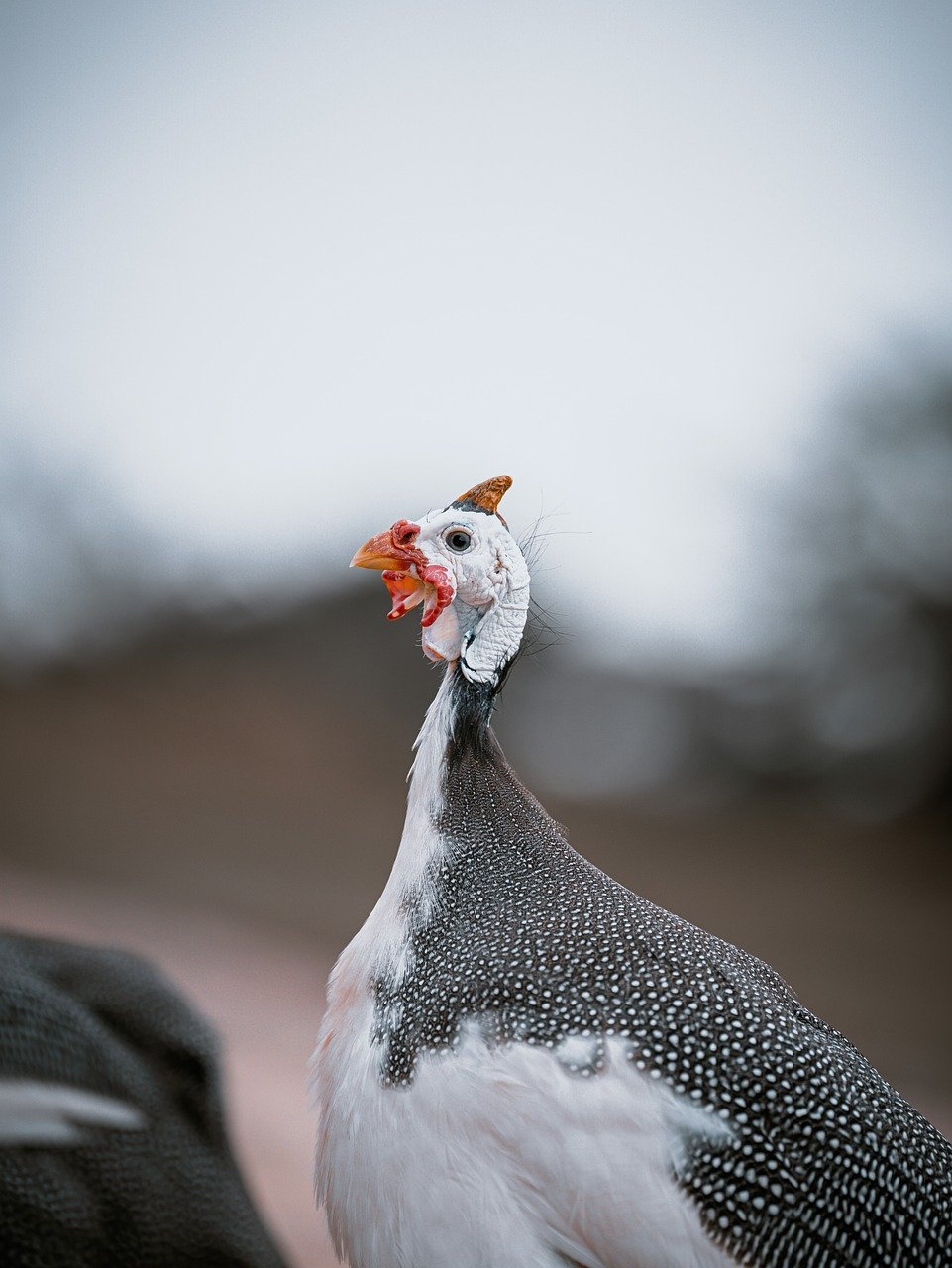 découvrez les causes et les conséquences du déclin des populations d'oiseaux, ainsi que les actions possibles pour leur protection et la préservation de la biodiversité.