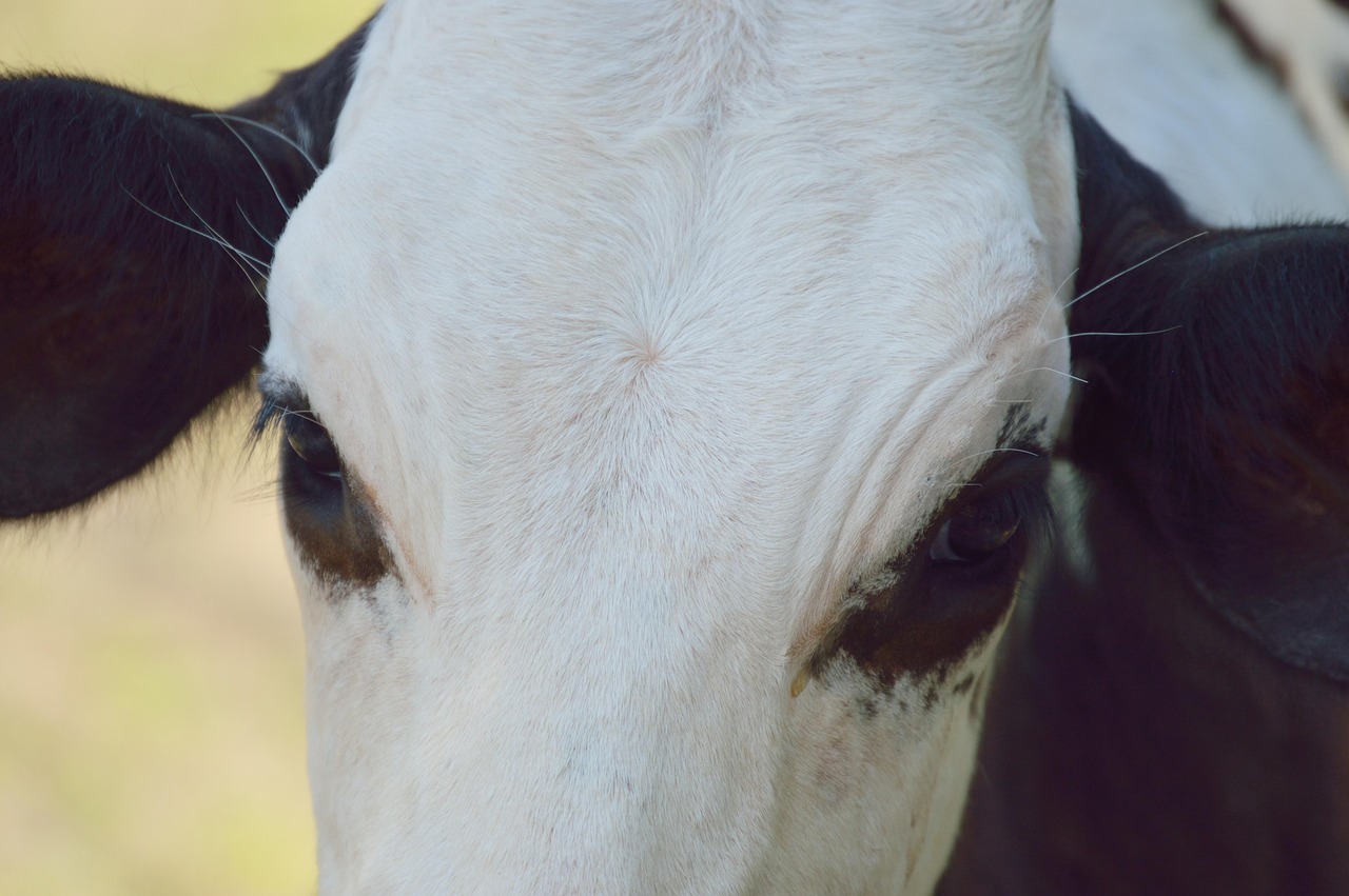 découvrez les enjeux et les tendances de l'industrie de la viande, un secteur clé de l'agroalimentaire, entre production, durabilité et innovations.
