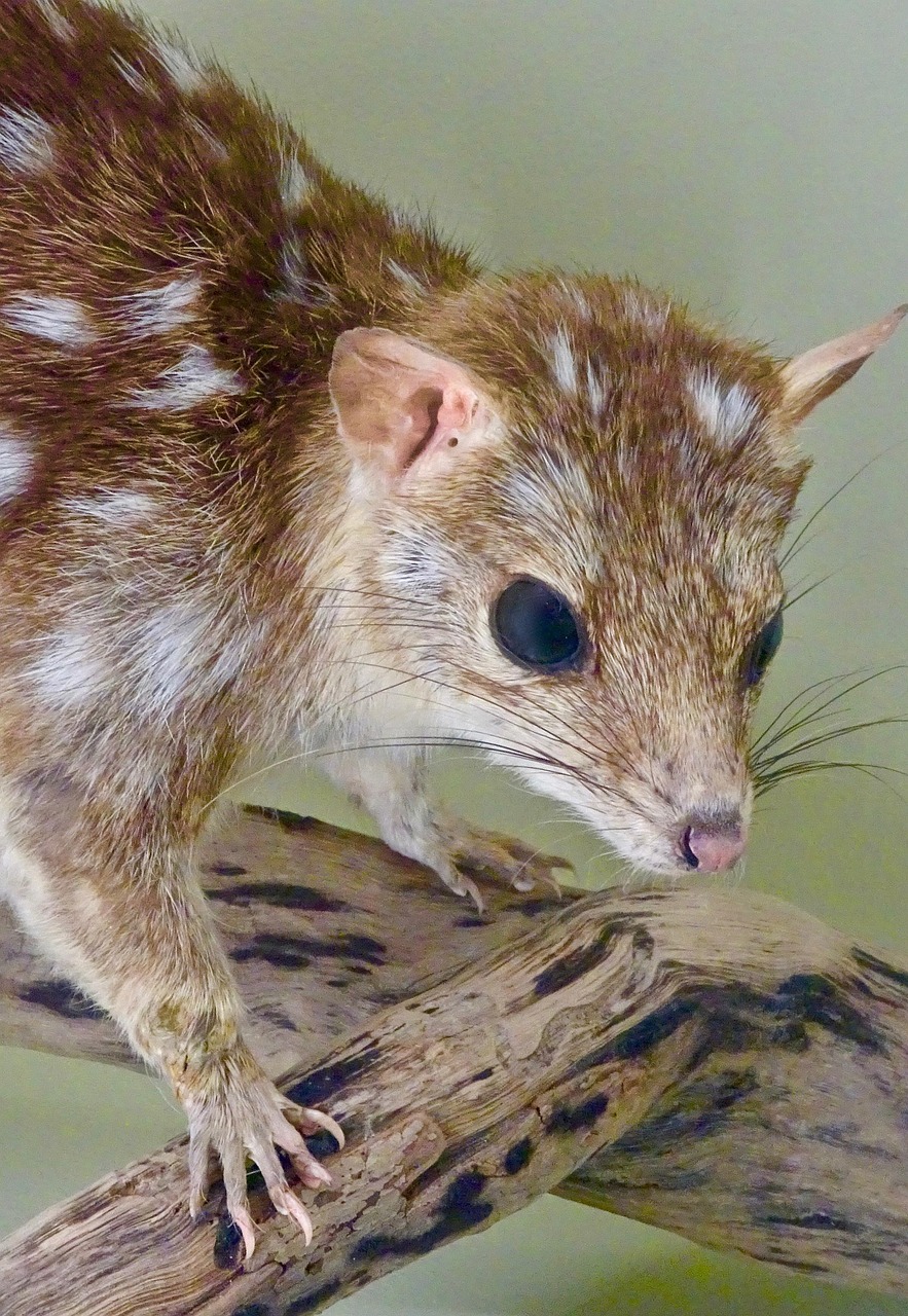 découvrez tout sur les bandicoots : leurs habitats, comportements et faits fascinants sur ces marsupiaux uniques d'australie.