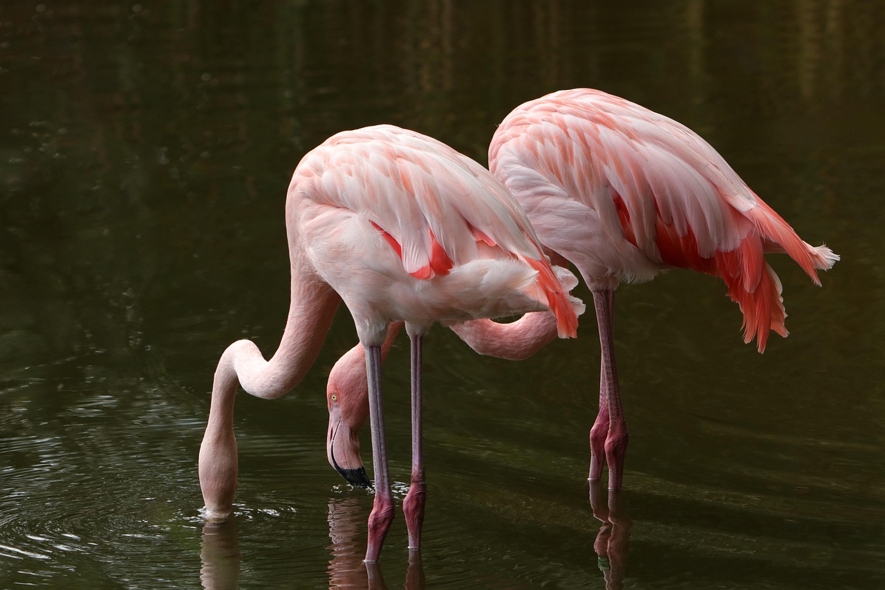 découvrez l'importance des zones humides, écosystèmes riches en biodiversité qui jouent un rôle crucial dans la régulation de l'eau, la préservation des espèces et la lutte contre le changement climatique. apprenez comment ces milieux naturels peuvent être protégés et valorisés.