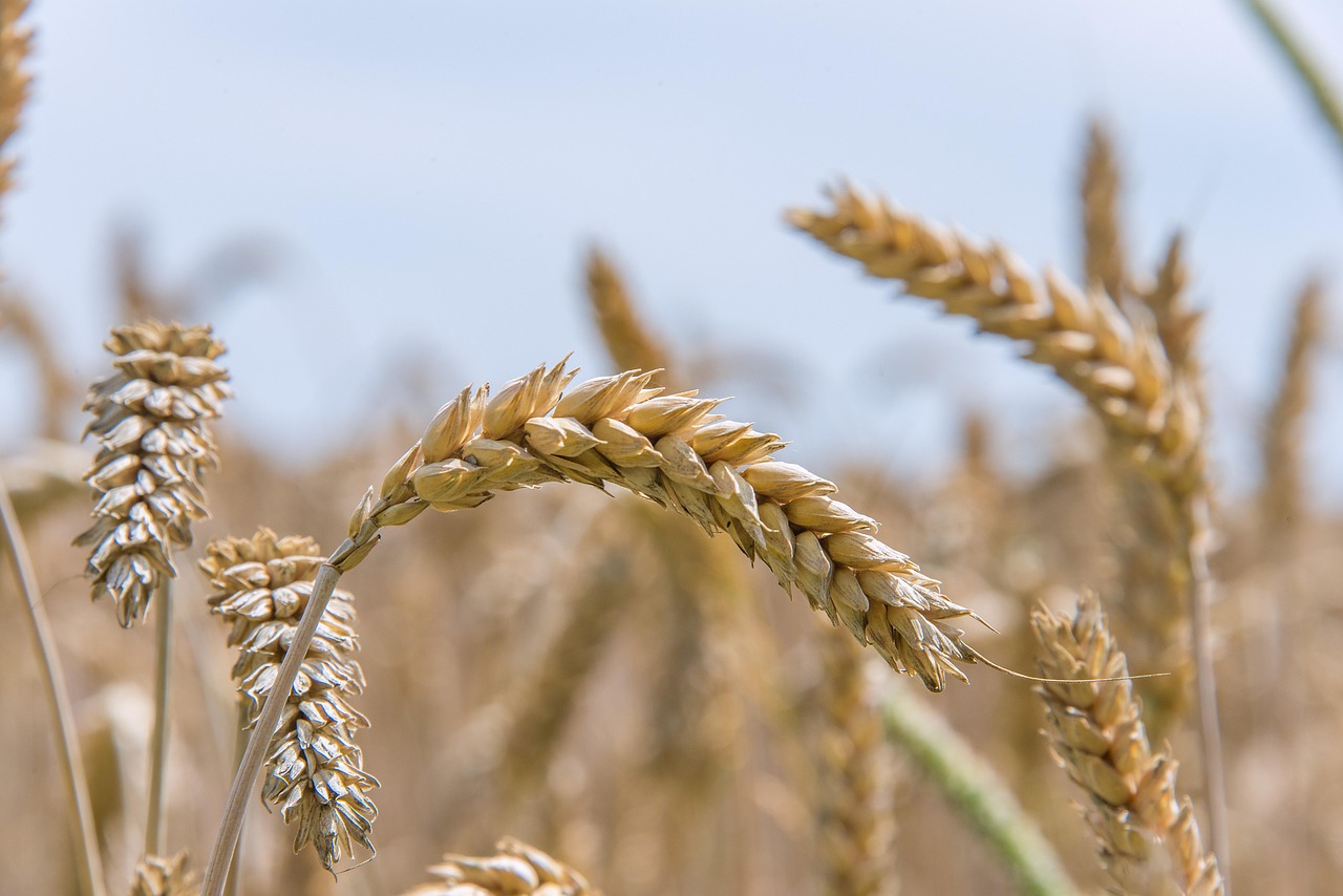 découvrez notre sélection de graines de qualité pour jardiner, semer et cultiver facilement toutes vos plantes préférées.