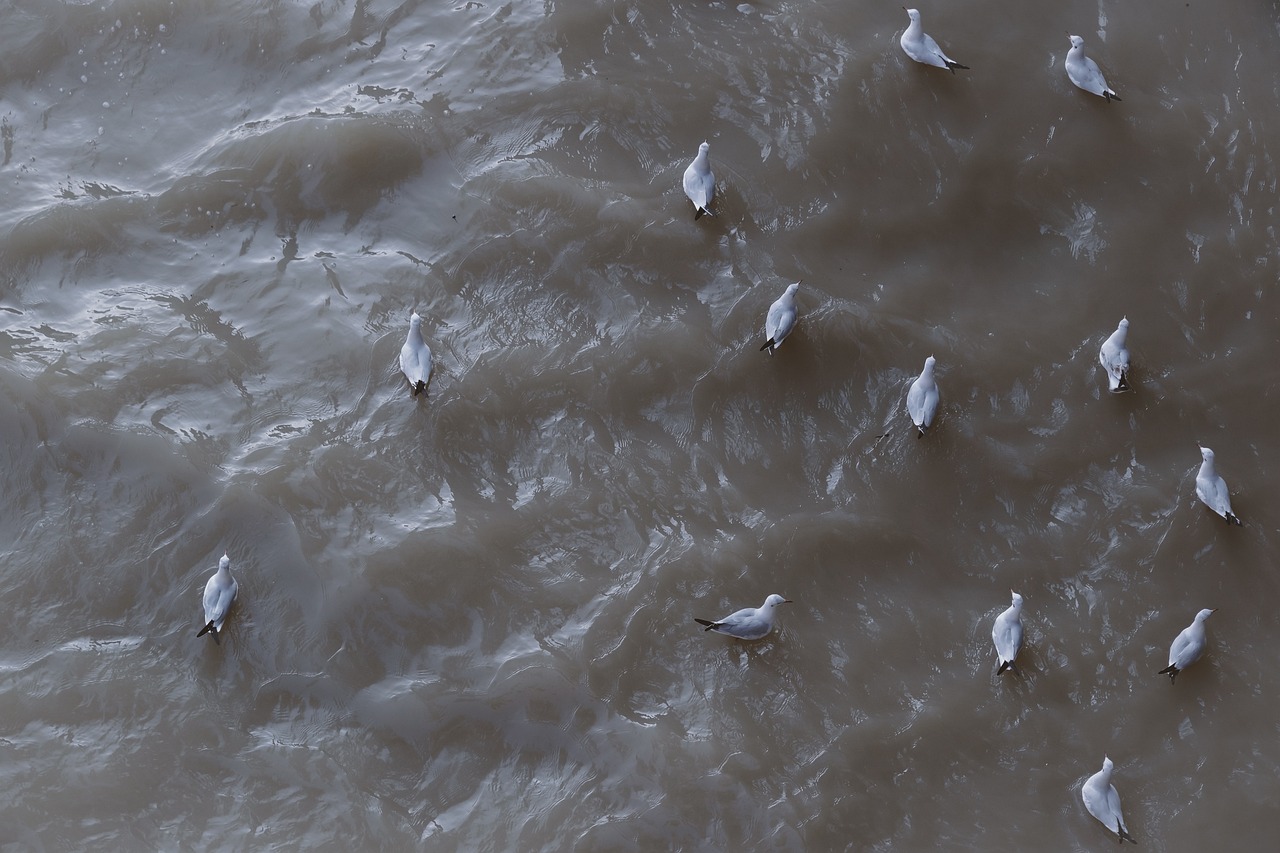 découvrez la mer caspienne, le plus grand lac du monde, aux paysages enchanteurs et à la biodiversité unique. explorez ses rives riches en histoire, ses cultures variées et ses ressources naturelles fascinantes.