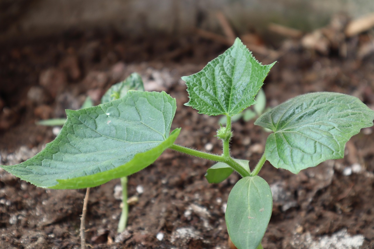 découvrez l'importance de la plantation d'arbres pour l'environnement, comment participer et contribuer à un avenir plus vert.