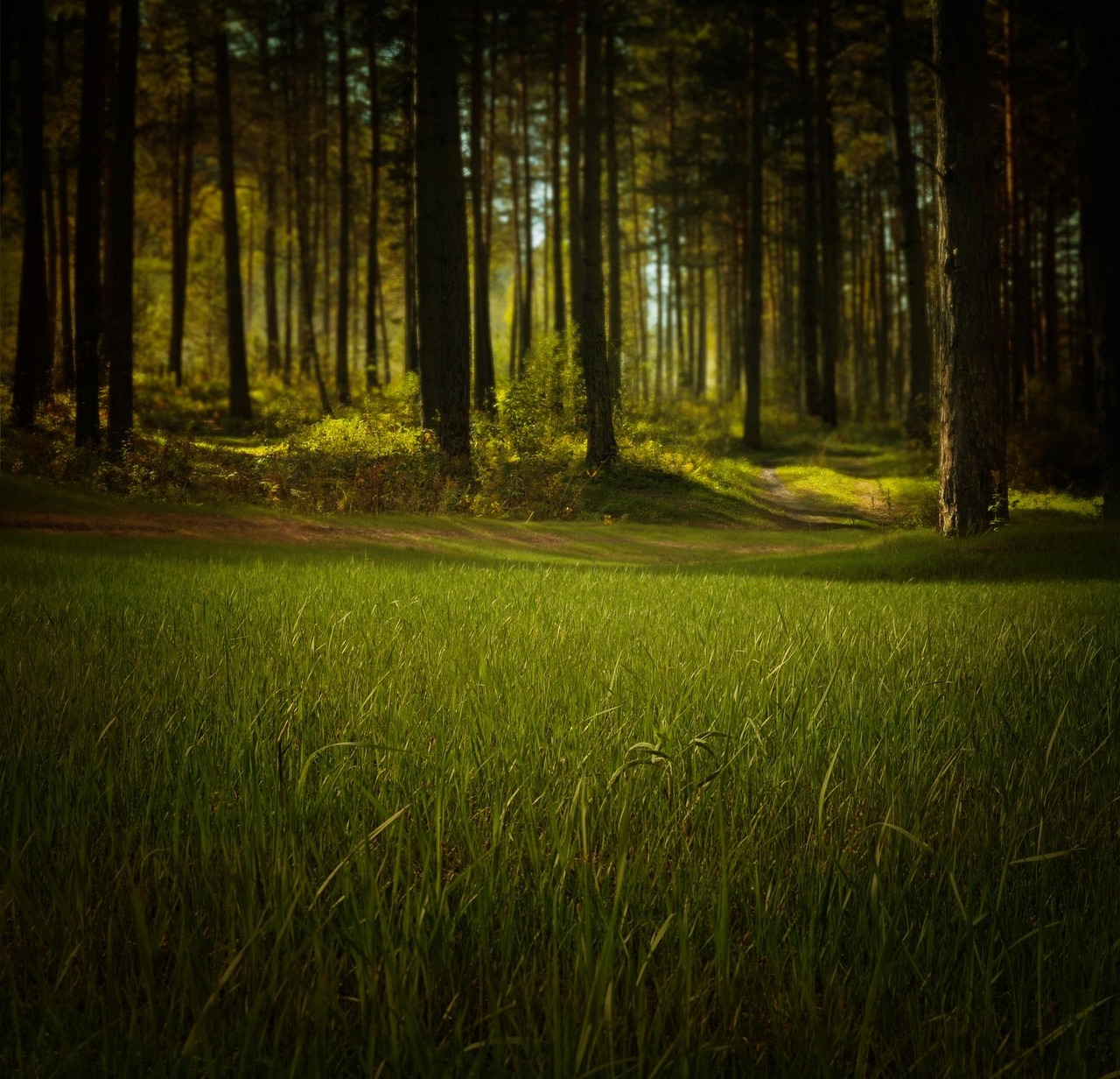 découvrez des actualités, conseils et analyses sur l’environnement : protection de la nature, développement durable, changements climatiques et gestes écoresponsables au quotidien.
