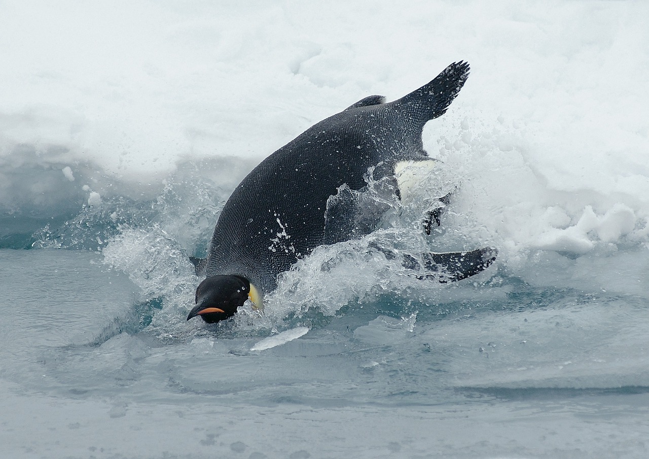 découvrez l'empereur des manchots, le plus grand et majestueux des manchots, célèbre pour son adaptation unique aux conditions extrêmes de l'antarctique.