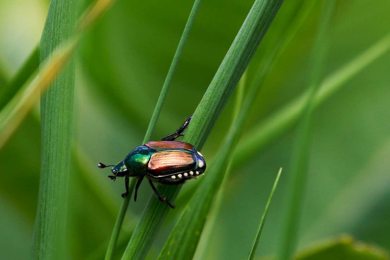 découvrez l'importance de la biodiversité pour notre planète, ses enjeux écologiques et les actions à entreprendre pour préserver la richesse de nos écosystèmes. explorez comment la diversité des espèces contribue à l'équilibre de la nature et à notre bien-être.