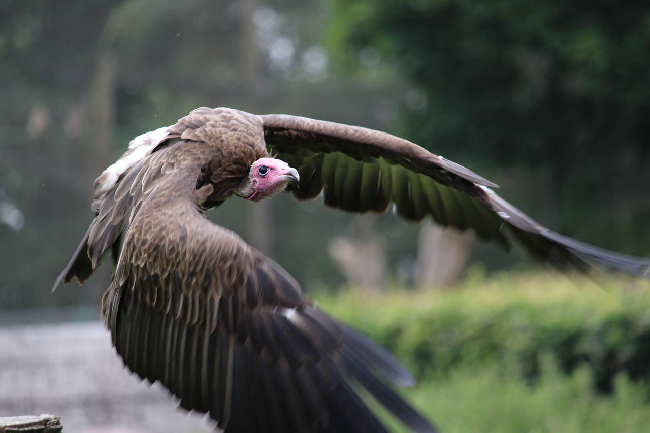 découvrez un sanctuaire d'oiseaux où la nature et la protection des espèces se rencontrent pour offrir un refuge paisible aux volatiles.