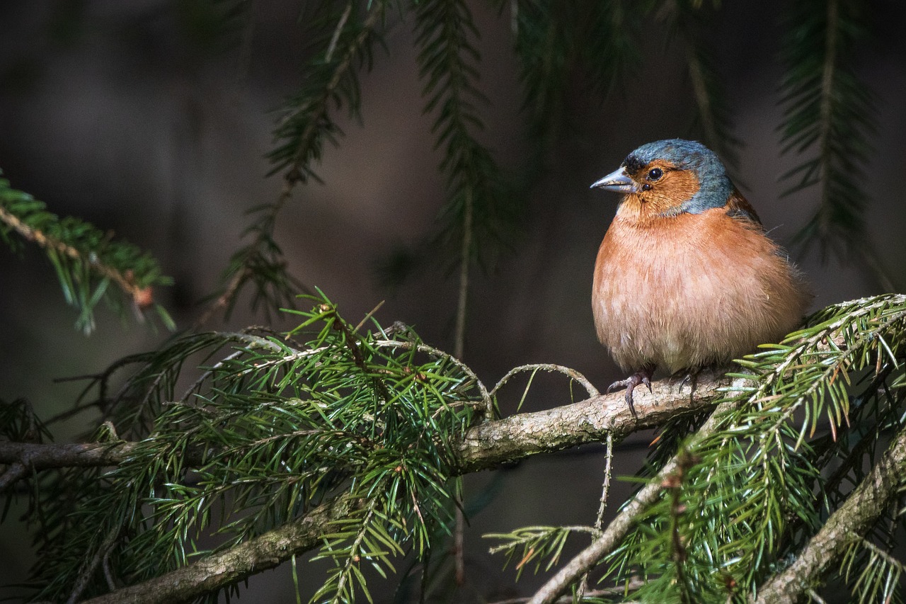 découvrez des stratégies efficaces de conservation pour protéger notre environnement et préserver la biodiversité. apprenez comment des actions simples peuvent faire une grande différence pour notre planète.