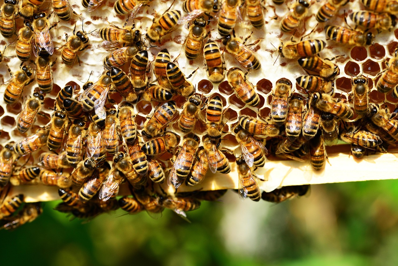 découvrez l'importance de la biodiversité, son rôle essentiel dans l'équilibre des écosystèmes et les actions pour la préserver.