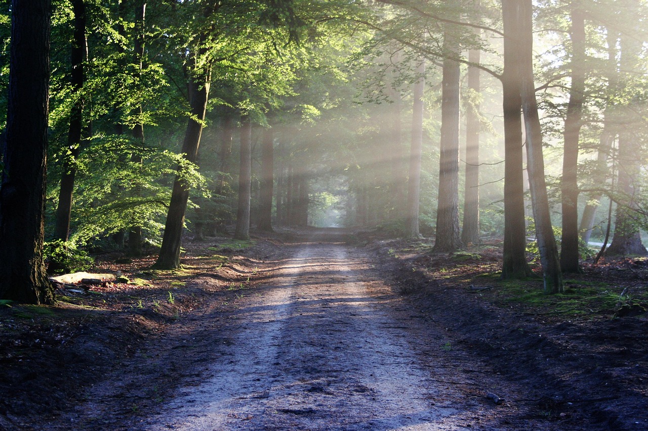 découvrez la beauté et l'importance des forêts, poumons verts de notre planète abritant une biodiversité unique et jouant un rôle crucial dans la lutte contre le changement climatique.
