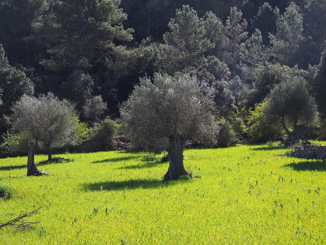 découvrez l'importance de la plantation d'arbres pour l'environnement et comment vous pouvez contribuer à un avenir plus vert en participant à des initiatives de reboisement.