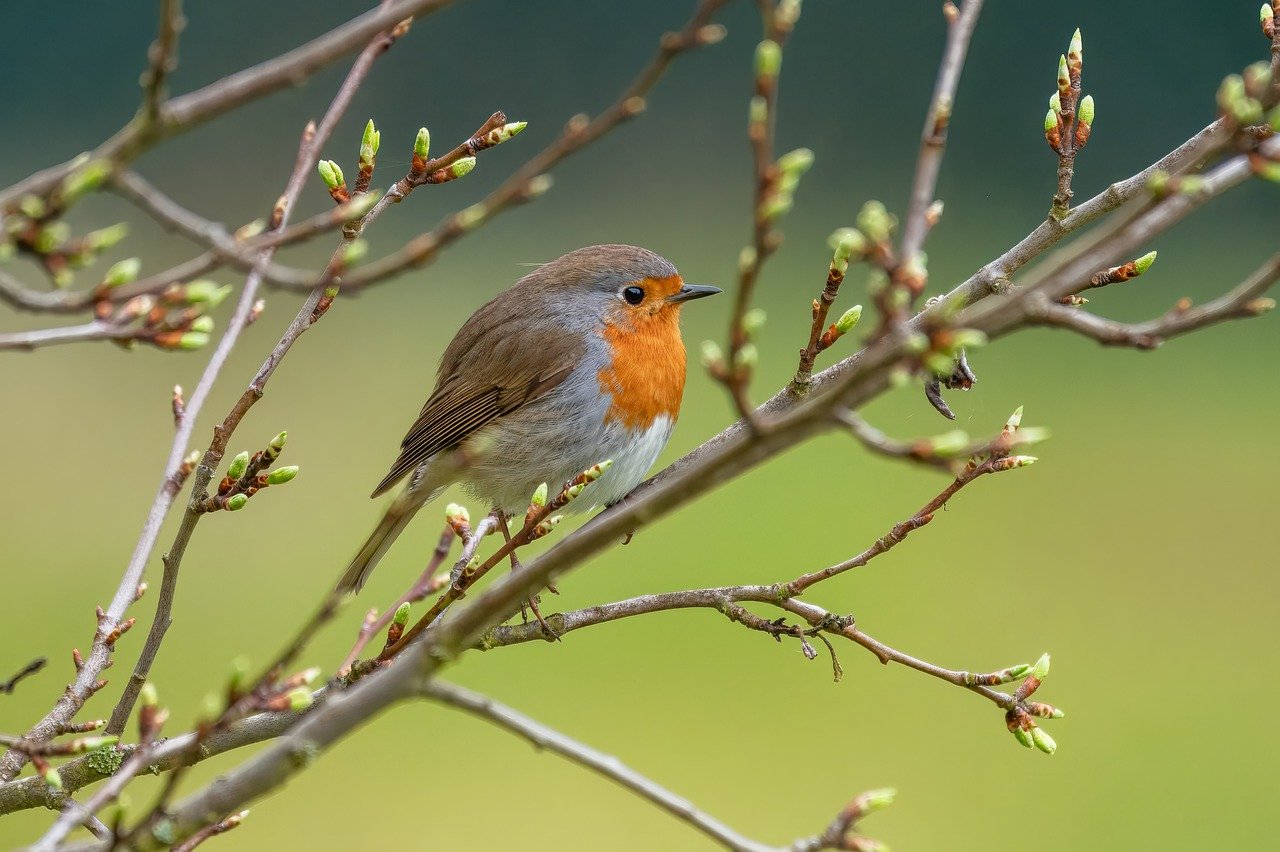découvrez les causes et les conséquences du déclin des populations d'oiseaux ainsi que les actions nécessaires pour préserver ces espèces essentielles à la biodiversité.