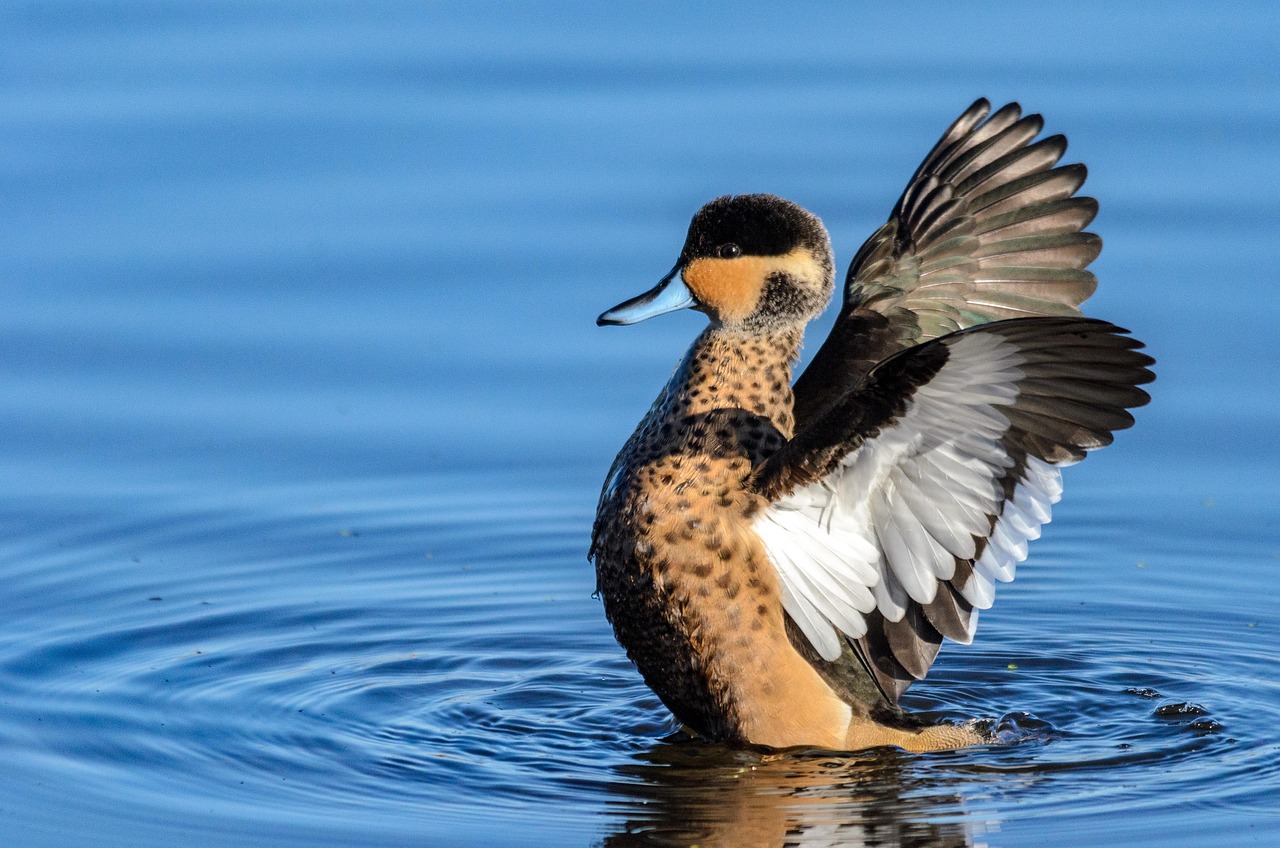 découvrez le refuge pour oiseaux, un havre de paix dédié à la protection et à la observation des espèces aviaires dans leur habitat naturel.