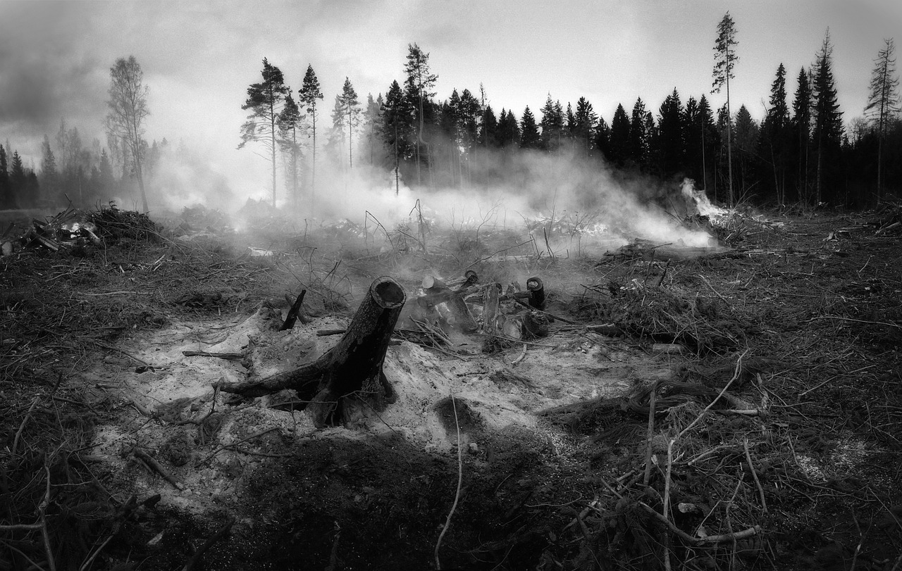 Les incendies de forêt liés au changement climatique aggravent la pollution de l’air dans le monde, selon l’ONU