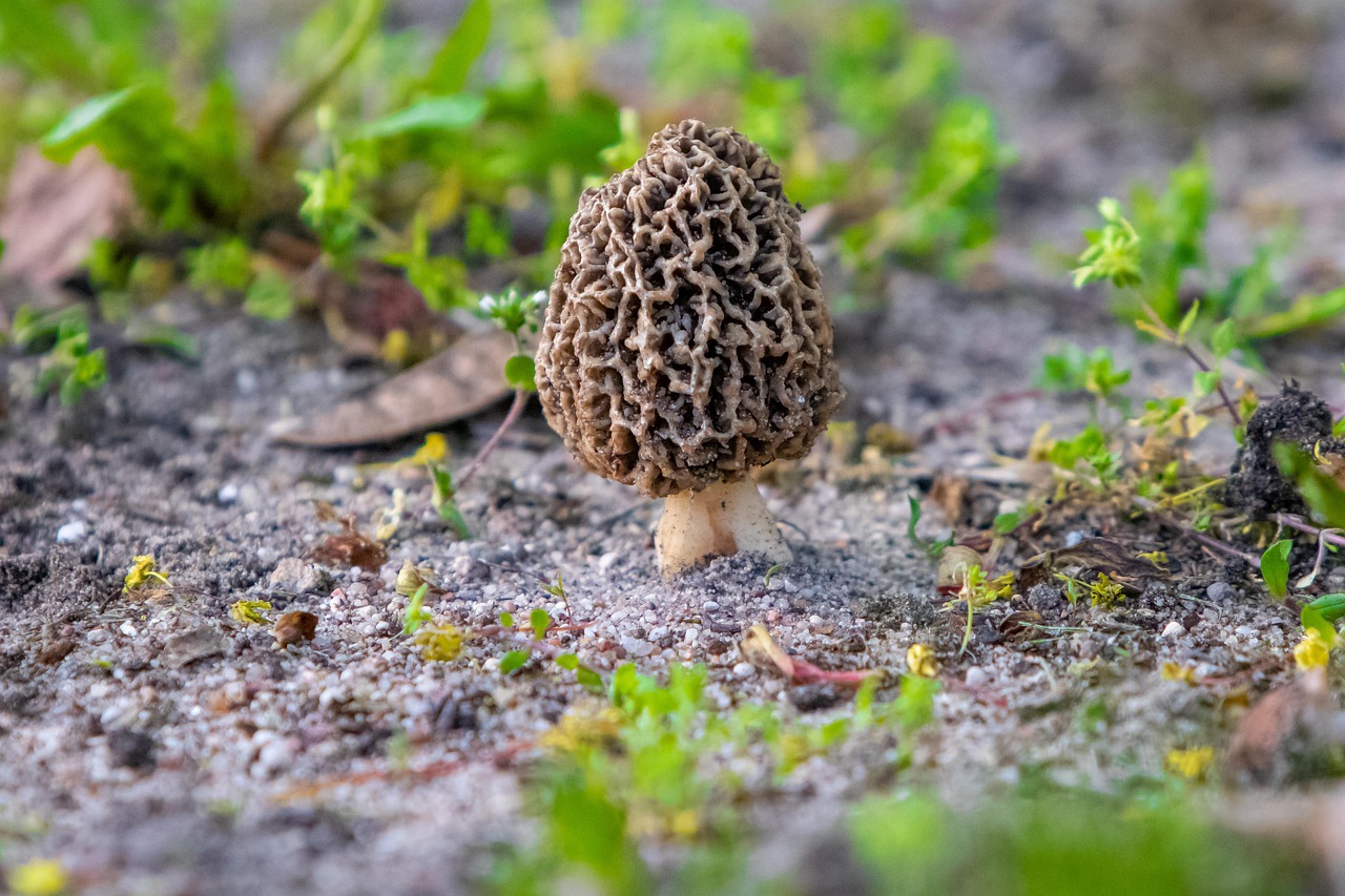 La morille en danger : ce champignon souffre en silence du changement climatique et de la déforestation