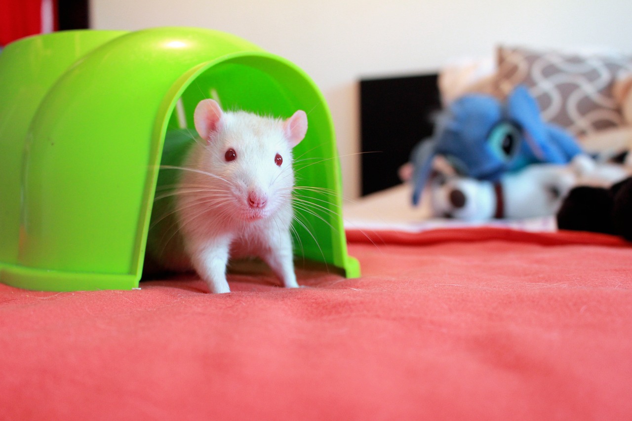 Amsterdam, New York, Toronto : comment le changement climatique favorise la prolifération massive des rats