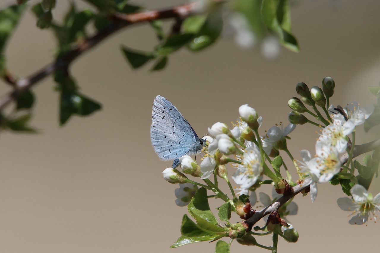 Les parcs nationaux : des refuges pour la biodiversité