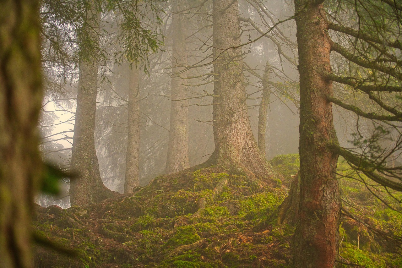 Forêts de Bourgogne-Franche-Comté en 2040 : un regard prospectif sur leur avenir possible