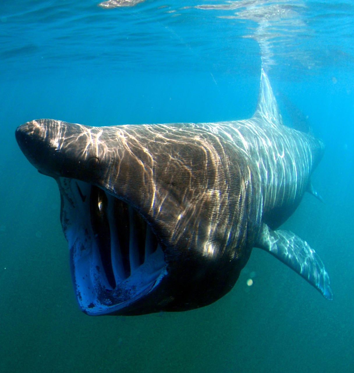 Appel aux marins du Finistère : signalez la présence des mystérieux requins-pèlerins à cette association
