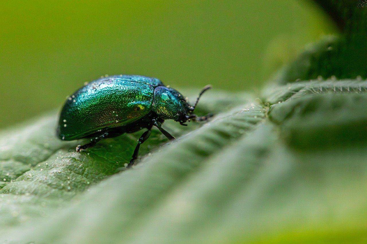 Protéger la biodiversité : un enjeu vital pour assurer notre futur