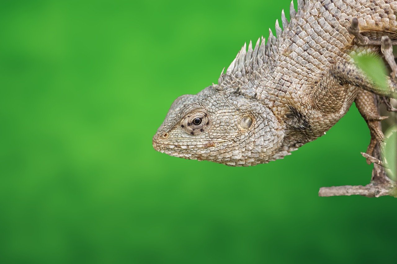 Valeur de la biodiversité : pourquoi elle est essentielle pour notre avenir