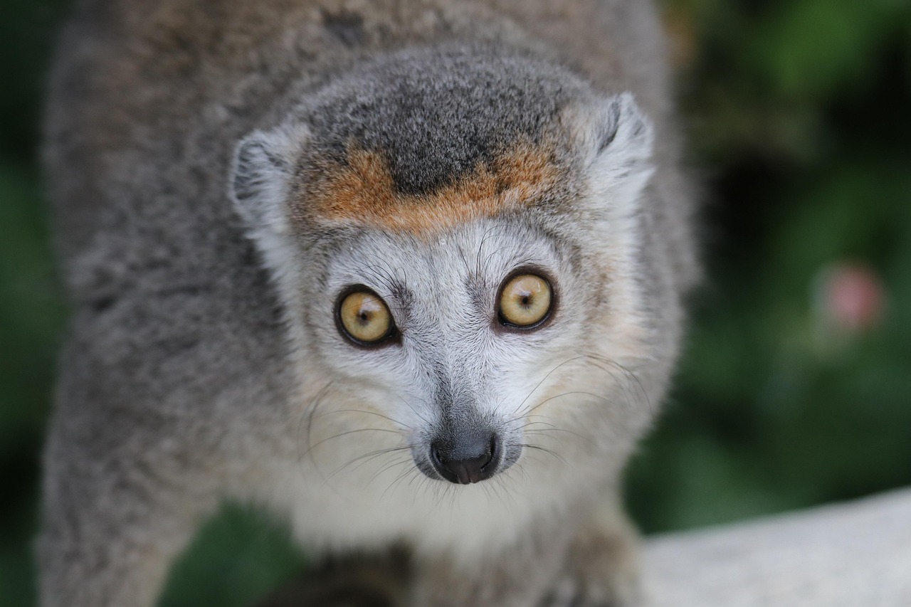Biodiversité en danger : les espèces menacées à surveiller de près