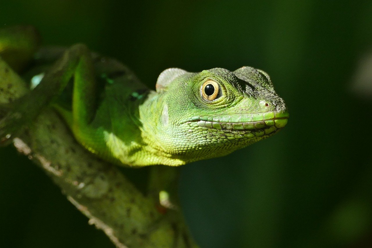 Survie des espèces : stratégies essentielles pour préserver la biodiversité