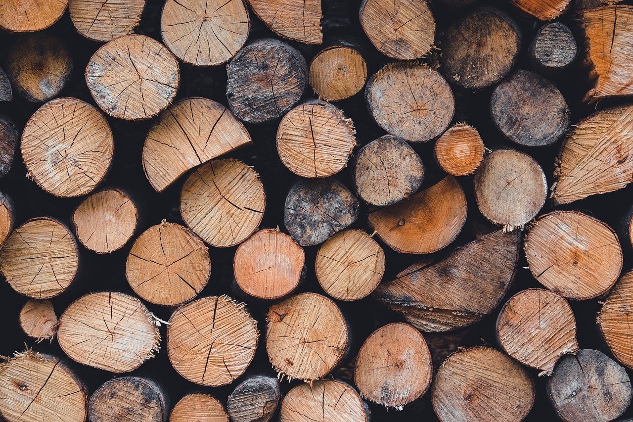 Face au climat qui se dérègle, la forêt française menacée : un enjeu clé à l’aube de la COP30