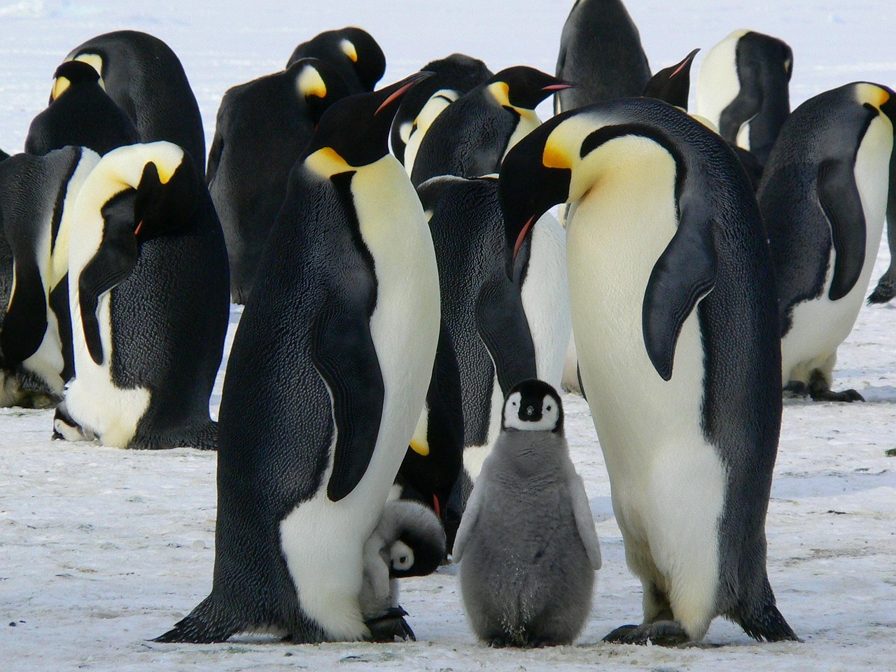 Les manchots empereurs au centre des discussions pour préserver l’Antarctique