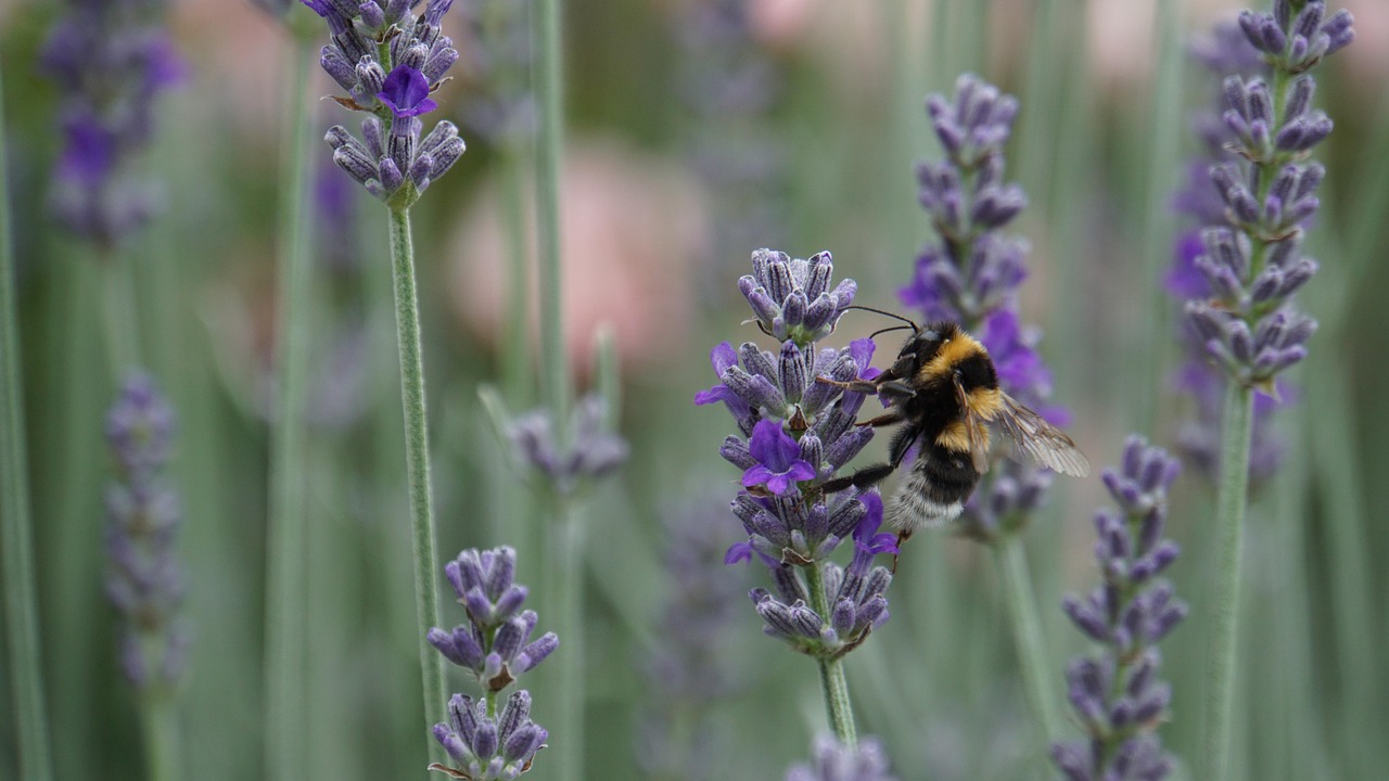 L’importance des réserves naturelles pour la biodiversité mondiale