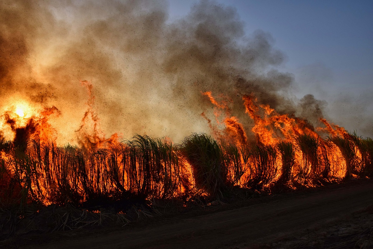 L’impact du changement climatique sur les incendies de forêt