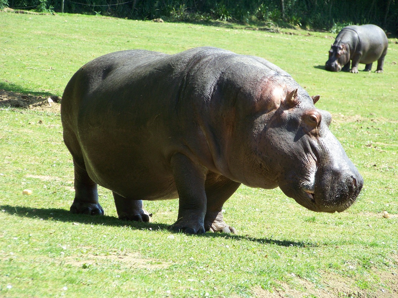 Menace d’abattage pour 80 hippopotames de Pablo Escobar, détenteur de plus de 2 000 espèces sauvages