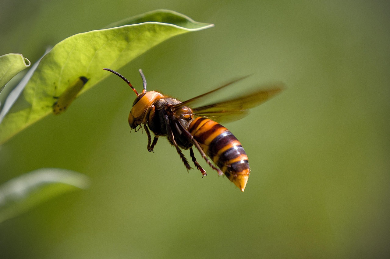 L’invasion inquiétante de la tique géante en France : un vecteur redoutable d’un virus dangereux