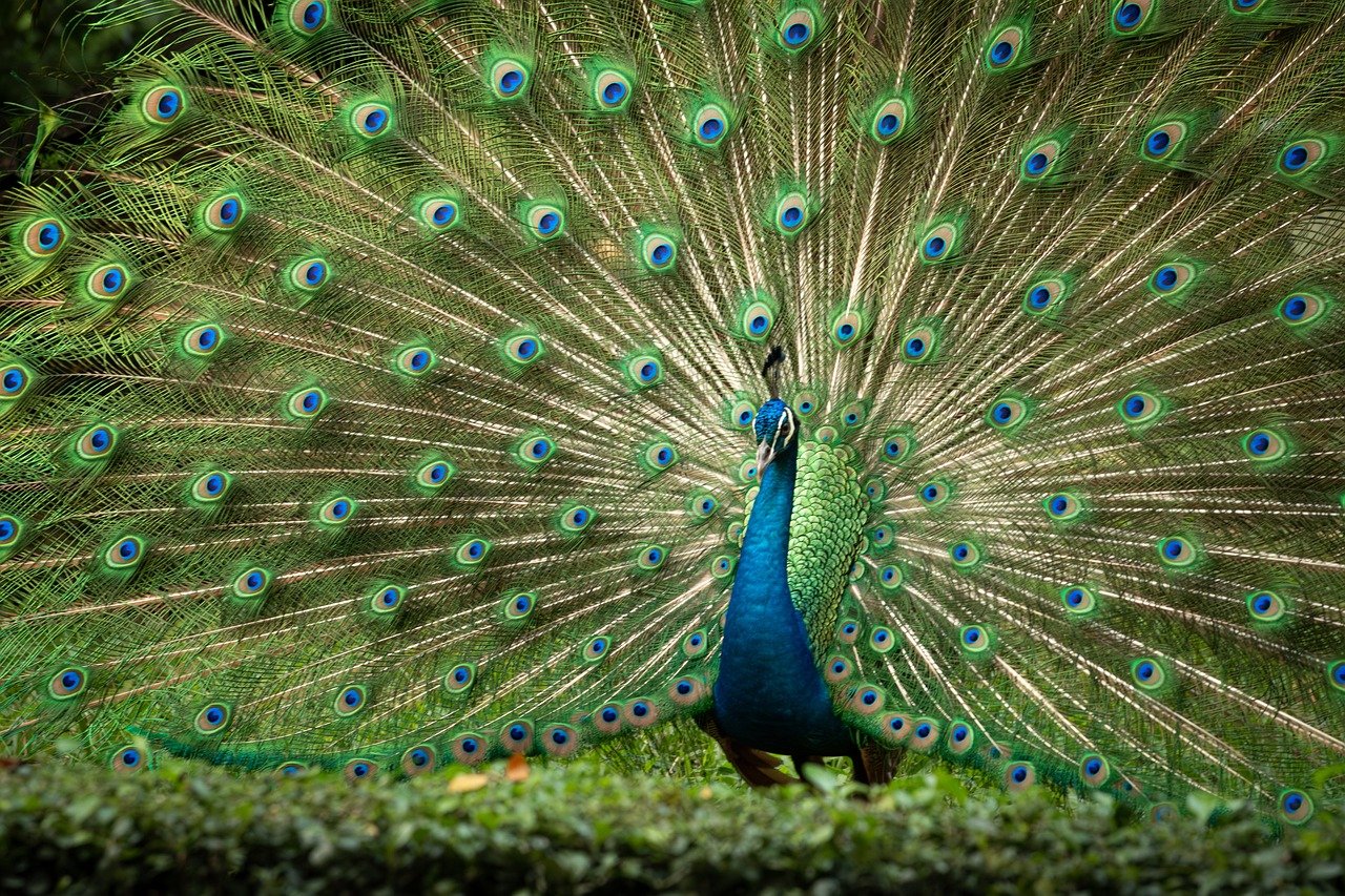 Biodiversité et agriculture : une alliance pour un futur durable