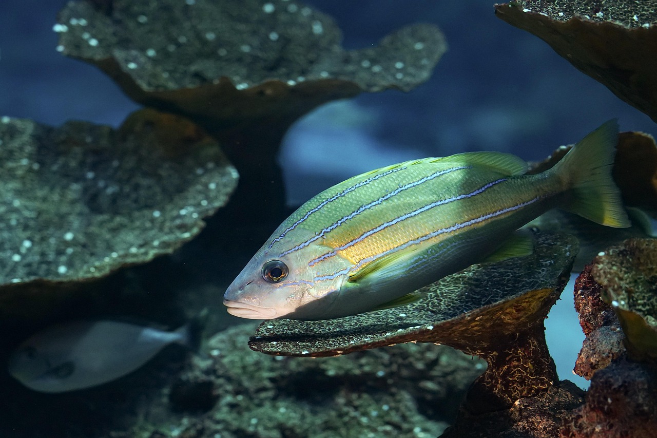 Écosystème marin : Comprendre l’importance de la biodiversité marine