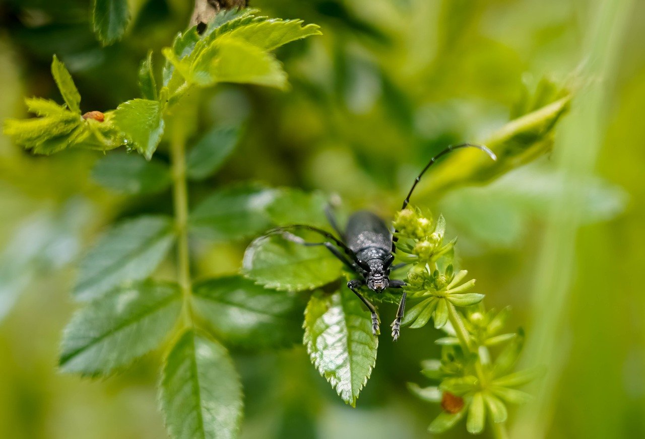Les réserves naturelles : un essentiel pour la biodiversité