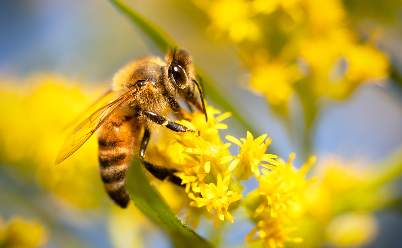 Comment protéger les pollinisateurs en danger
